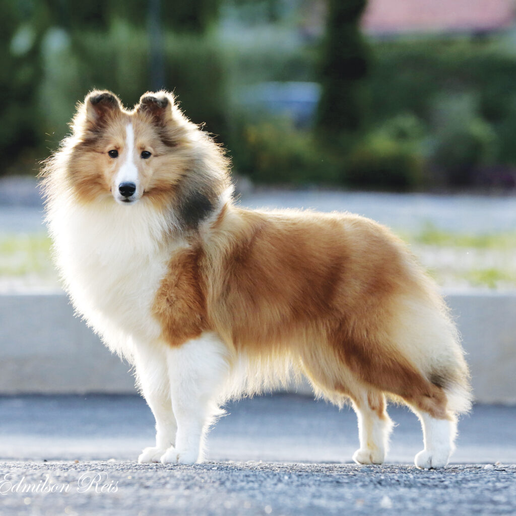 A evolução da espécie canina propiciou ao animal o consumo de dieta mais onívora